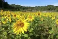 大久保のひまわりの写真_451635
