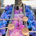 柳谷観音(楊谷寺）の写真_857101