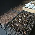 馬場水産の写真_10263