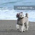 わん楽の写真_10339