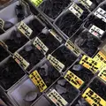 合羽橋道具街の写真_10347