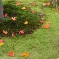 無鄰菴庭園の写真_104091