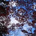 無鄰菴庭園の写真_104139