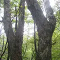 上高地の写真_104179