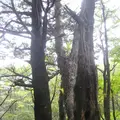上高地の写真_104180