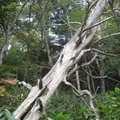上高地の写真_104182
