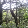 上高地の写真_104183