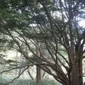 上高地の写真_104190