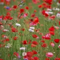 葛西臨海公園の写真_10660
