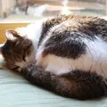 カフェ山猫軒の写真_107061