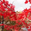 永観堂（禅林寺）の写真_10713