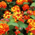 東京都夢の島熱帯植物館の写真_10742