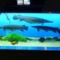 鳥羽水族館の写真_10756