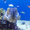 鳥羽水族館の写真_10757