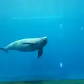 鳥羽水族館の写真_10758