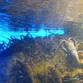 鳥羽水族館の写真_10759