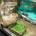 鳥羽水族館の写真_10760