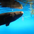 鳥羽水族館の写真_10762