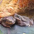 鳥羽水族館の写真_10763