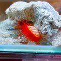 鳥羽水族館の写真_10770