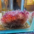 鳥羽水族館の写真_10771