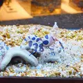 鳥羽水族館の写真_10773