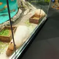 鳥羽水族館の写真_10775