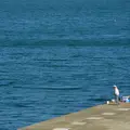 敦賀湾海岸の写真_10828