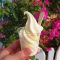 ナゴパイナップルパークの写真_11098