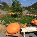 十勝ヒルズの写真_11177