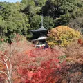 永観堂（禅林寺）の写真_11382