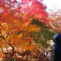 永観堂（禅林寺）の写真_11386