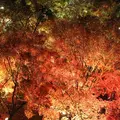 清水寺の写真_11393