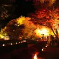 もみじ回廊の写真_11420