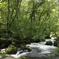 奥入瀬渓流　　の写真_11529