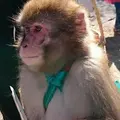 河津町観光協会の写真_116584