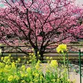 河津川の写真_116588