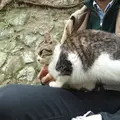 猫の細道の写真_11699