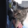 猫の細道の写真_11700