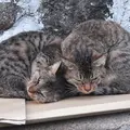 猫の細道の写真_11701