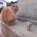 猫の細道の写真_11702