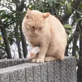 猫の細道の写真_11703