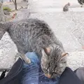 猫の細道の写真_11706