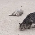 猫の細道の写真_11707