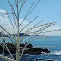 Sunny Funny Daysの写真_118632