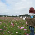上戸川のコスモス畑の写真_11919