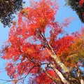 箕面の滝（箕面大滝）の写真_11946