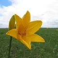サロベツ湿原センターの写真_1202