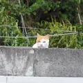 江の島岩屋の写真_12050