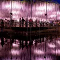 あしかがフラワーパークの写真_12268